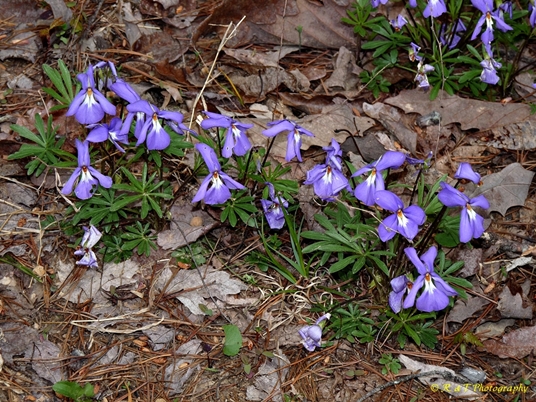 {Viola pedata}